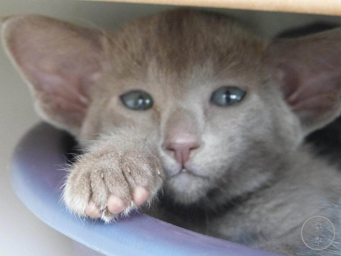 Lavender shop oriental shorthair