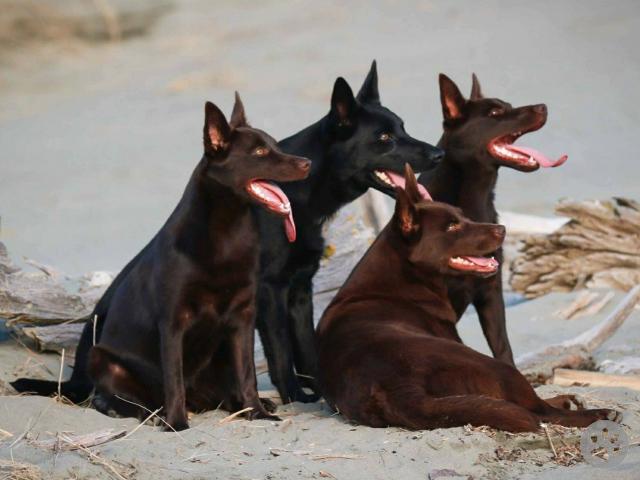 Australian Kelpie