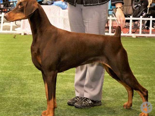 Dobermann