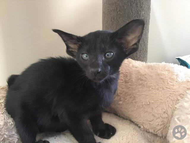 Black oriental shorthair for sale cheap