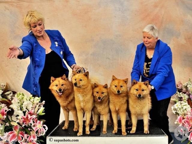 Finnish Spitz