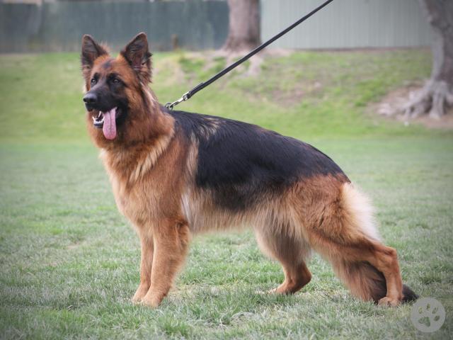 German Shepherd, long stock coat