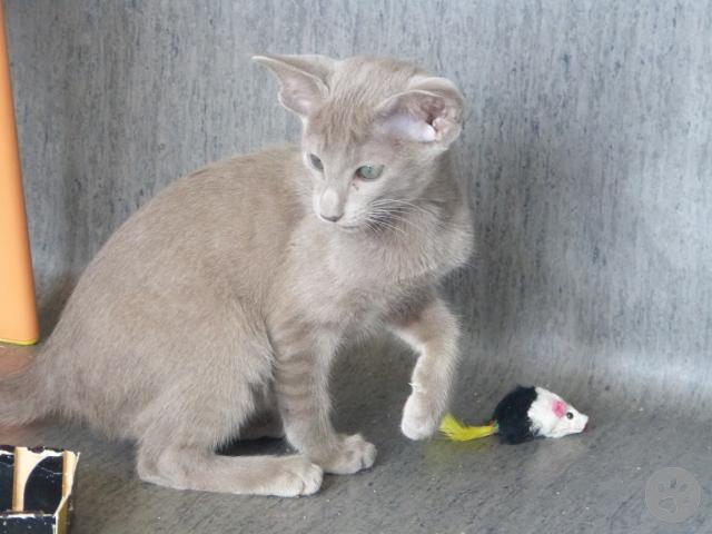 lavender oriental shorthair