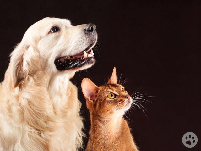 www.pedigreepets.com