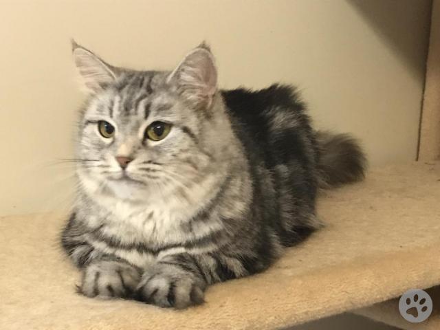 black silver classic tabby