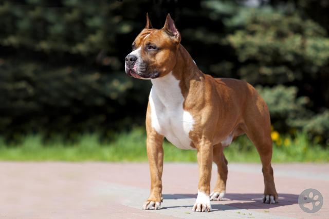 American Pit Bull American Standard Shire Terrier American Stand