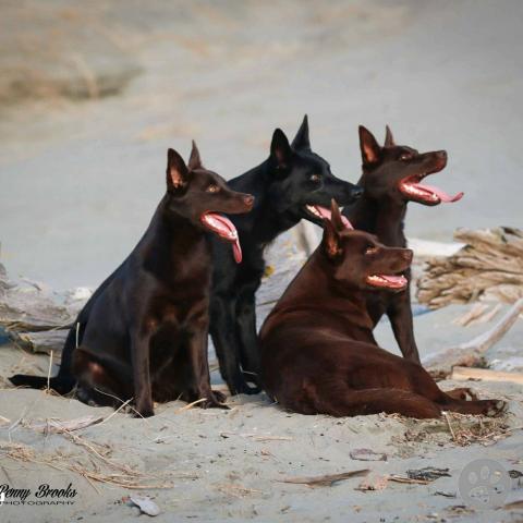 Australian Kelpie