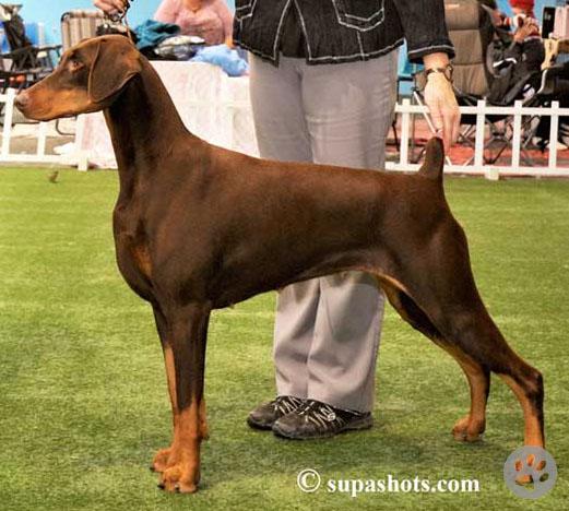 Dobermann