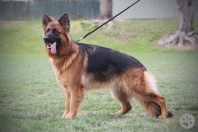 German Shepherd, long stock coat