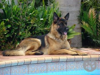 Shephaven Brock, Black & Gold. Bred by Joanne Walker of Shephaven Kennels.