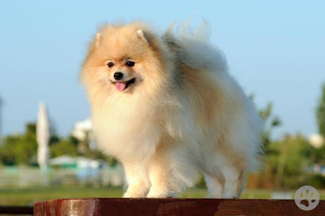 German Spitz (klein) | Pedigree Pets