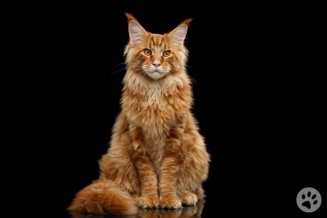 Maine Coon | Pedigree Pets